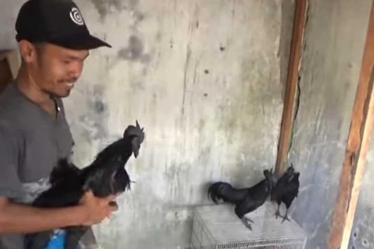 世界一高価な黒いニワトリ「Cemani」