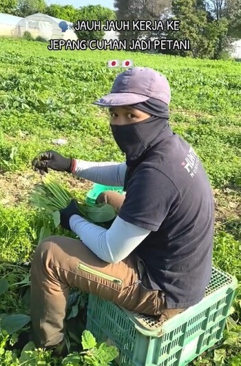 日本の農家で働くインドネシア人